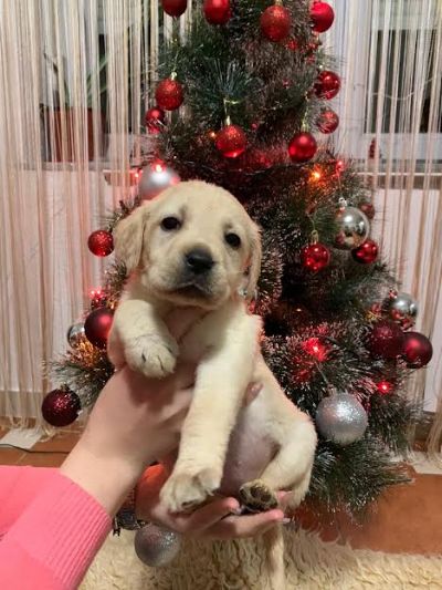 oglasi, tenci labrador retrivera 